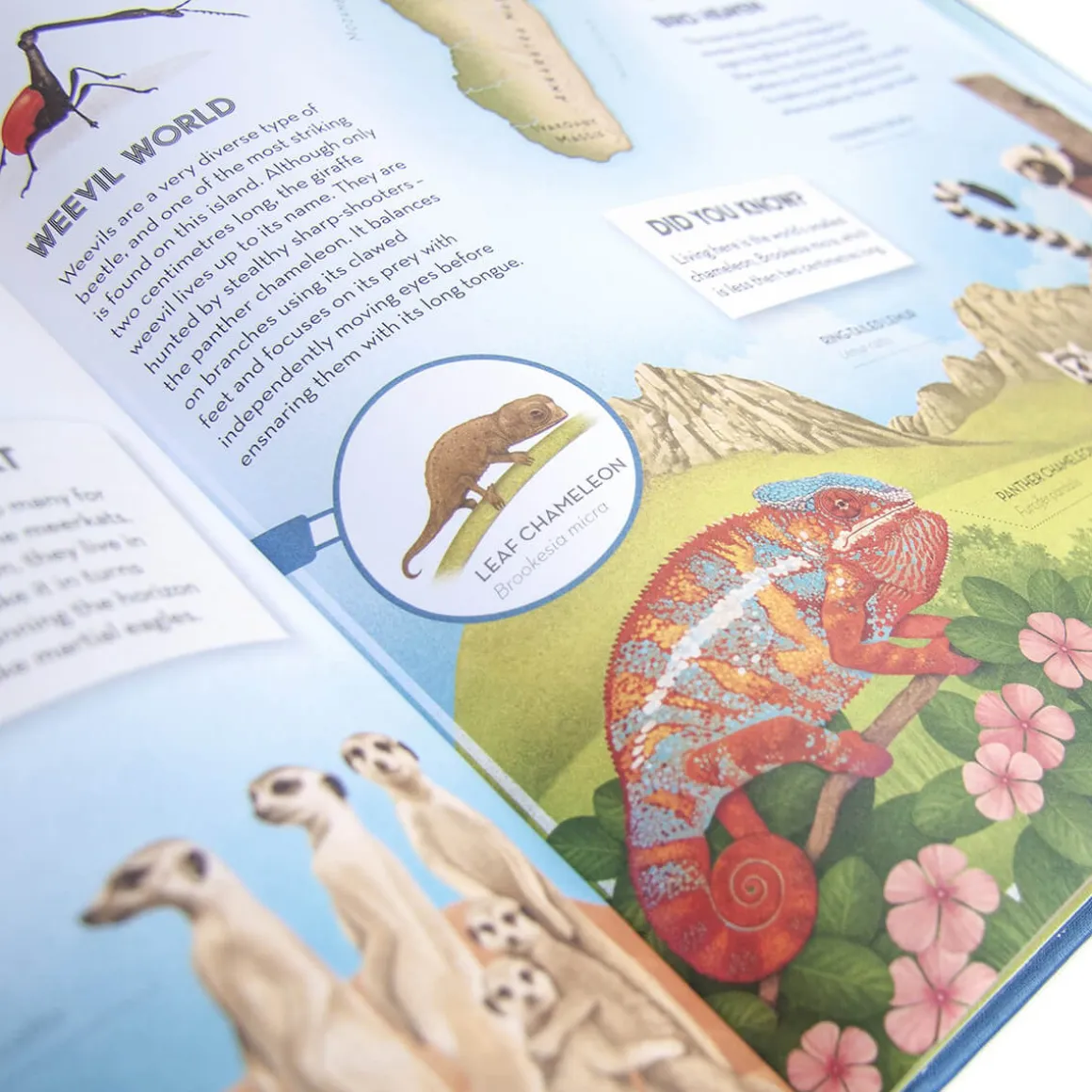 Amazing Animal Atlas by Nick Crumpton & Gaia Bordicchia (Signed Copy)