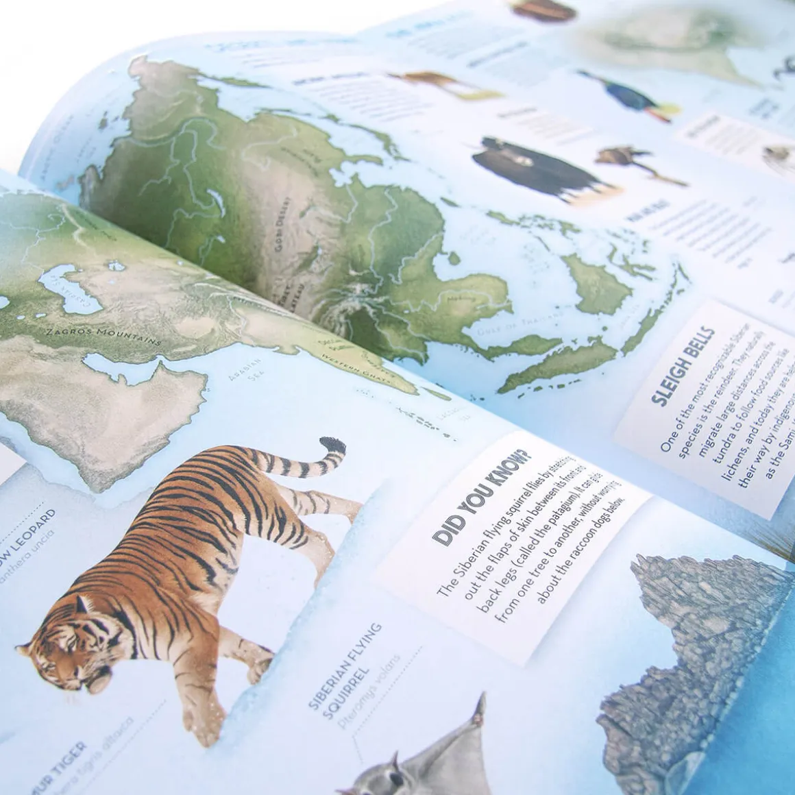 Amazing Animal Atlas by Nick Crumpton & Gaia Bordicchia (Signed Copy)