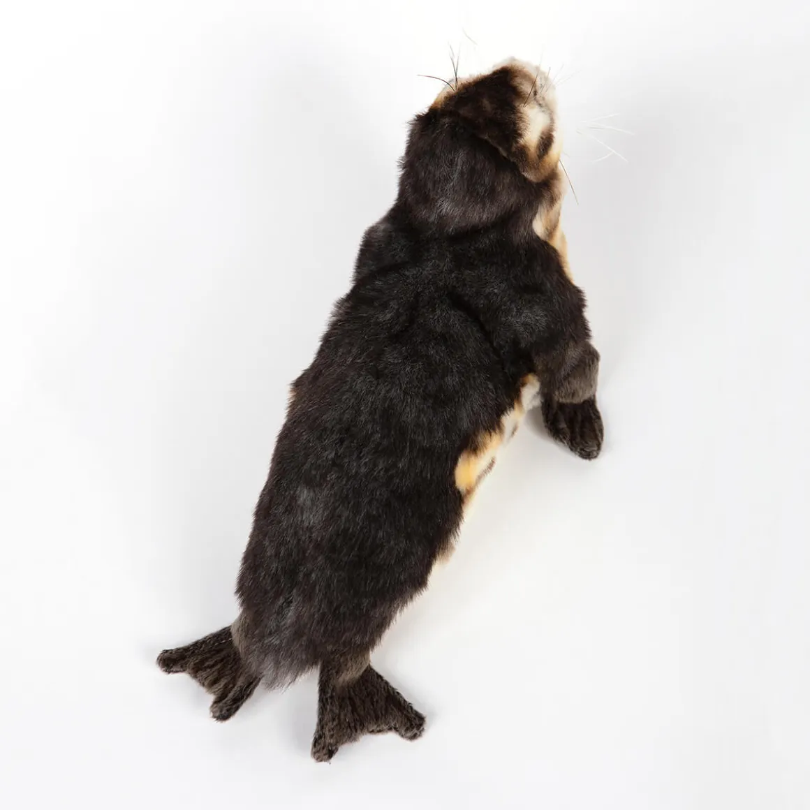 Baby Seal Monk (30cm) by Hansa