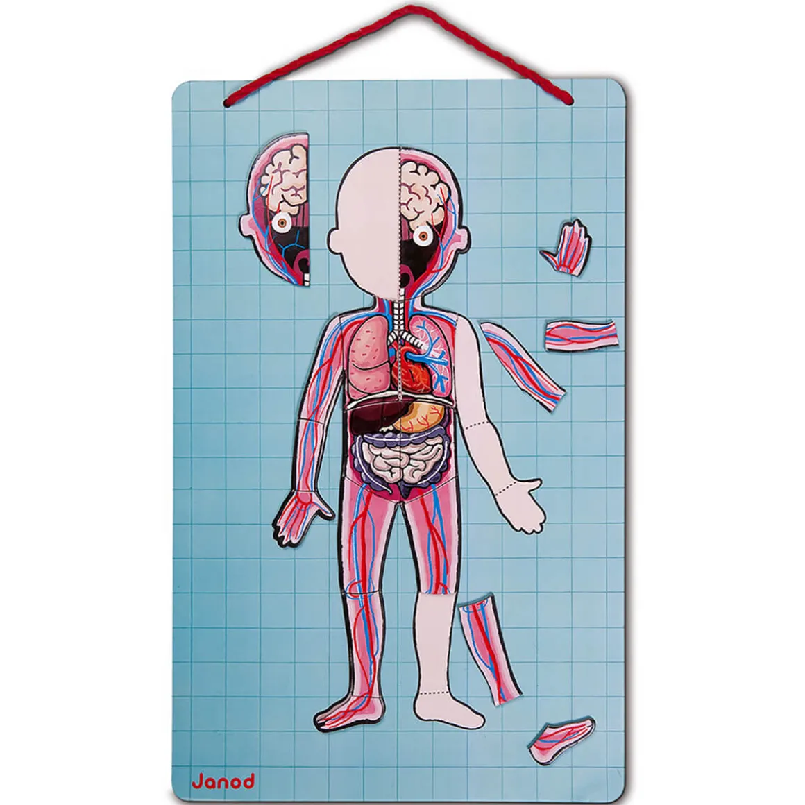 Bodymagnet Magnetic Educational Game (12 Languages) by Janod