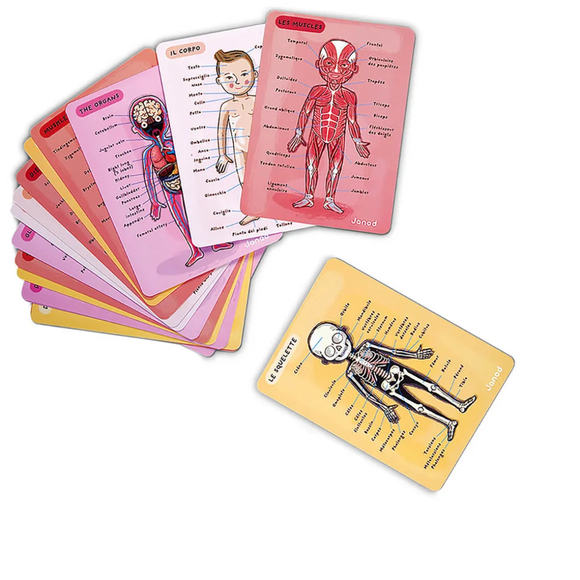 Bodymagnet Magnetic Educational Game (12 Languages) by Janod