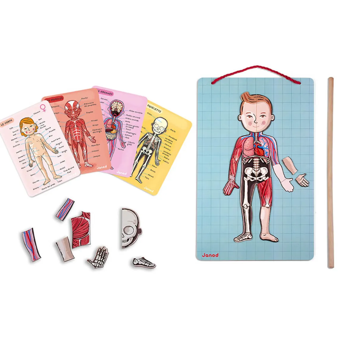 Bodymagnet Magnetic Educational Game (12 Languages) by Janod