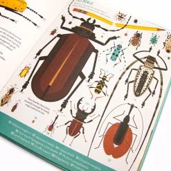 Bonkers About Beetles by Owen Davey