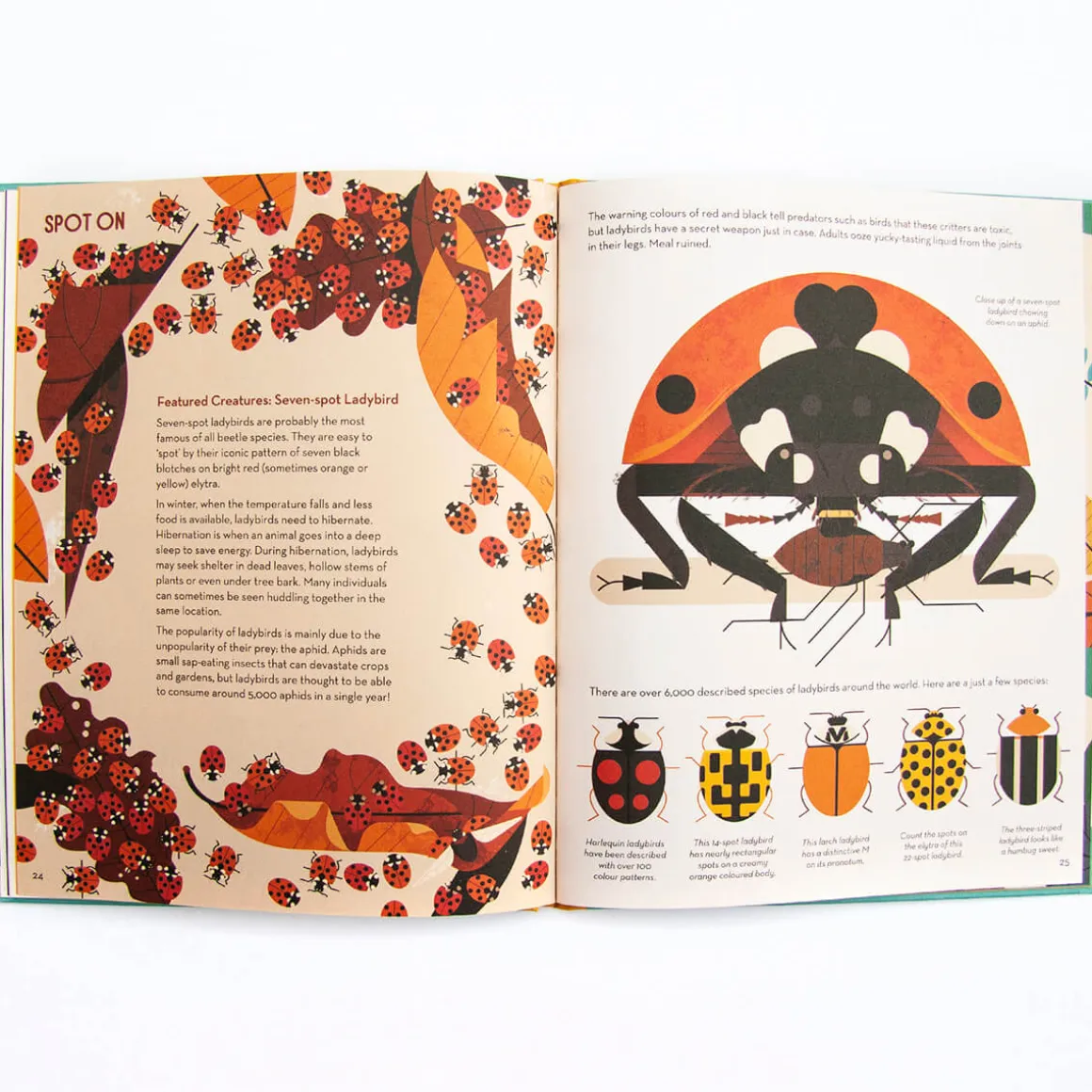 Bonkers About Beetles by Owen Davey