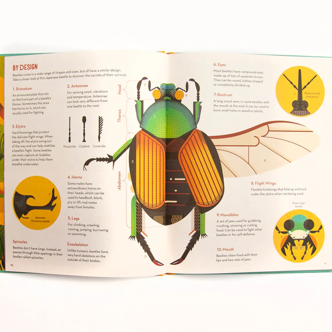 Bonkers About Beetles by Owen Davey