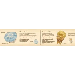 Encyclopedia Jellyfish 30mm Ex Collection Washi Tape by MT Japan