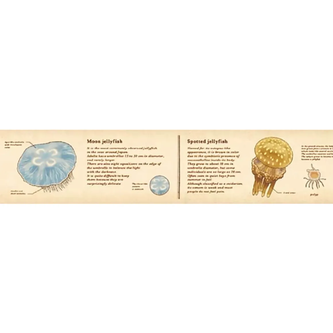 Encyclopedia Jellyfish 30mm Ex Collection Washi Tape by MT Japan