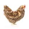 Islander Hen (28cm) by Hansa