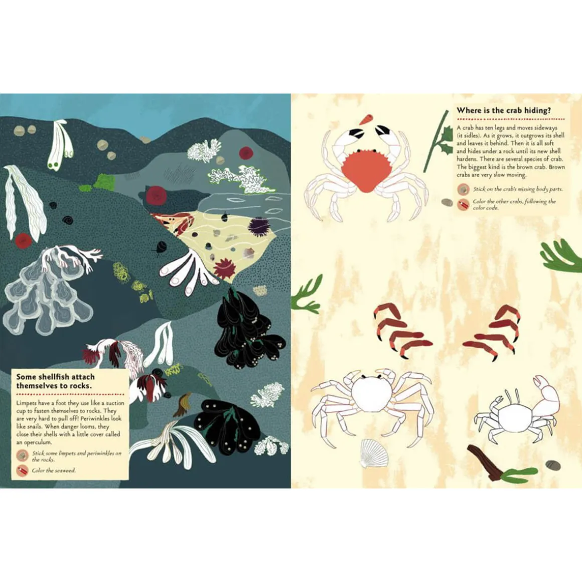 My Nature Sticker Activity Book: At The Seashore by Olivia Cosneau