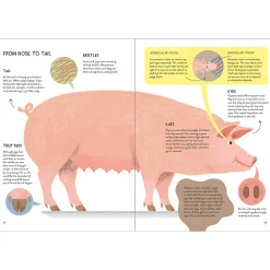 Pigology: The Ultimate Encyclopedia by Camilla Pintonato and Daisy Bird