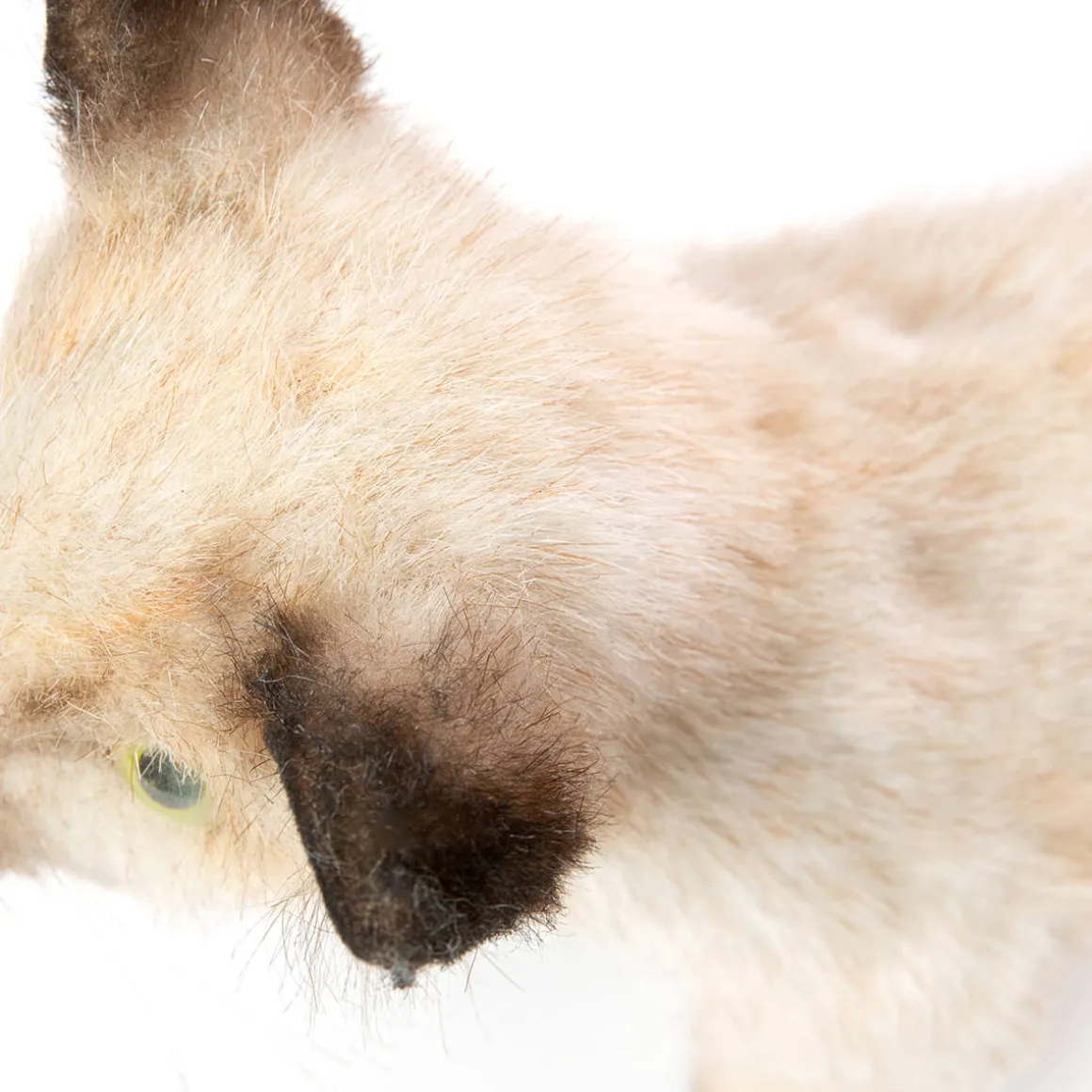 Siamese Kitten (33cm) by Hansa