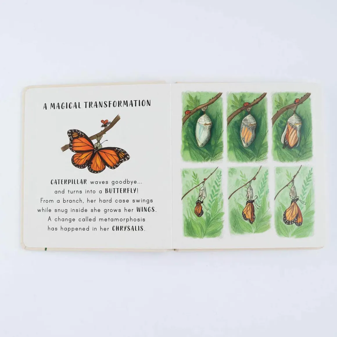 Slow Down… Discover Nature On Your Doorstep by Freya Hartas