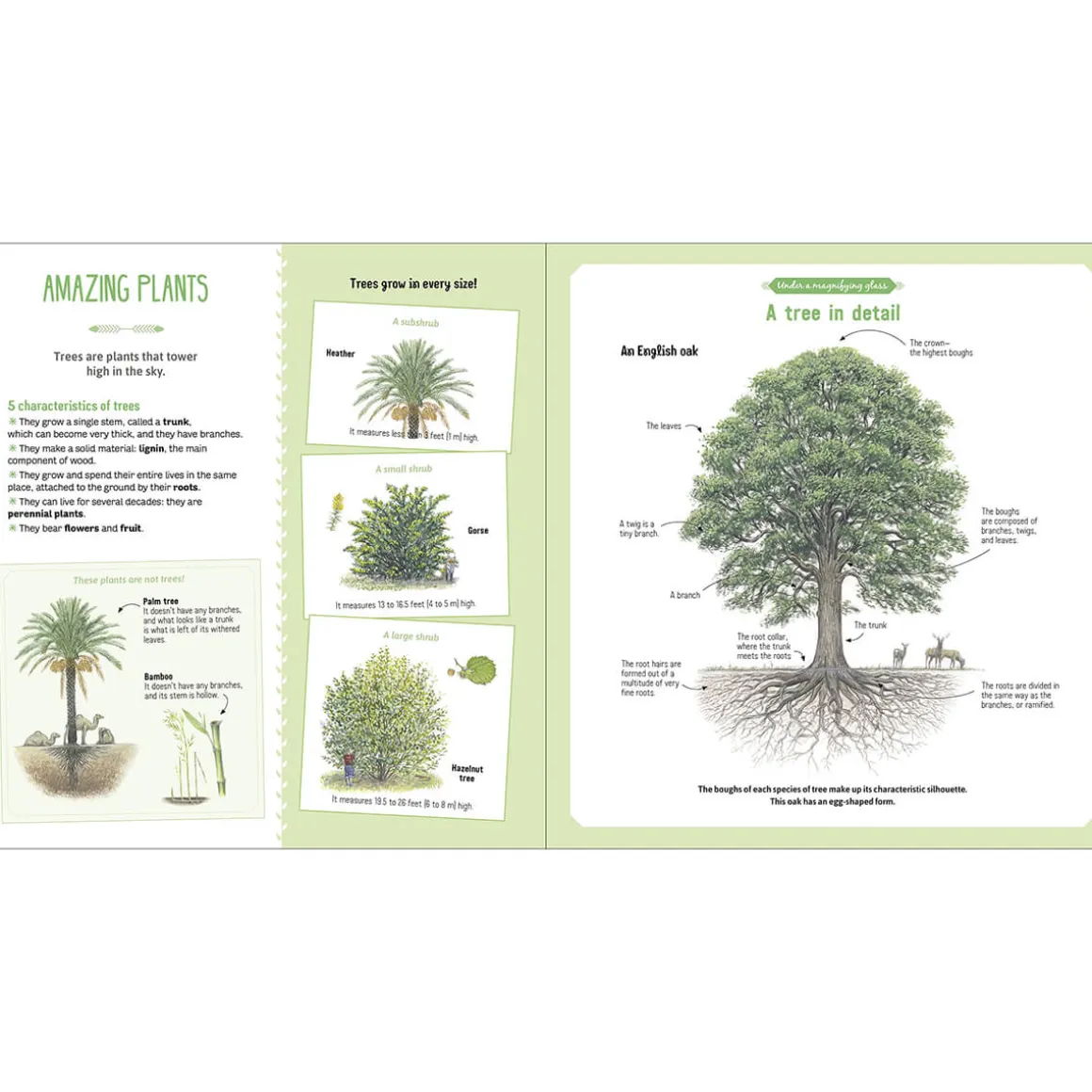 The Book of Amazing Trees by Emmanuelle Tchoukriel, Julien Norwood & Nathalie Tordjman
