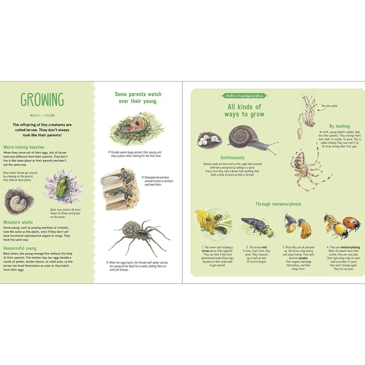The Book of Tiny Creatures by Emmanuelle Tchoukriel, Julien Norwood & Nathalie Tordjman