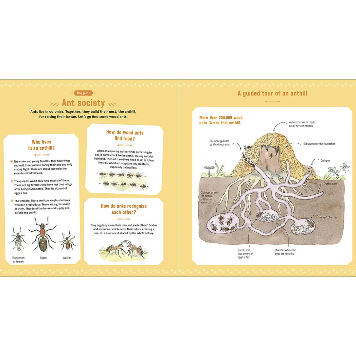 The Book of Tiny Creatures by Emmanuelle Tchoukriel, Julien Norwood & Nathalie Tordjman