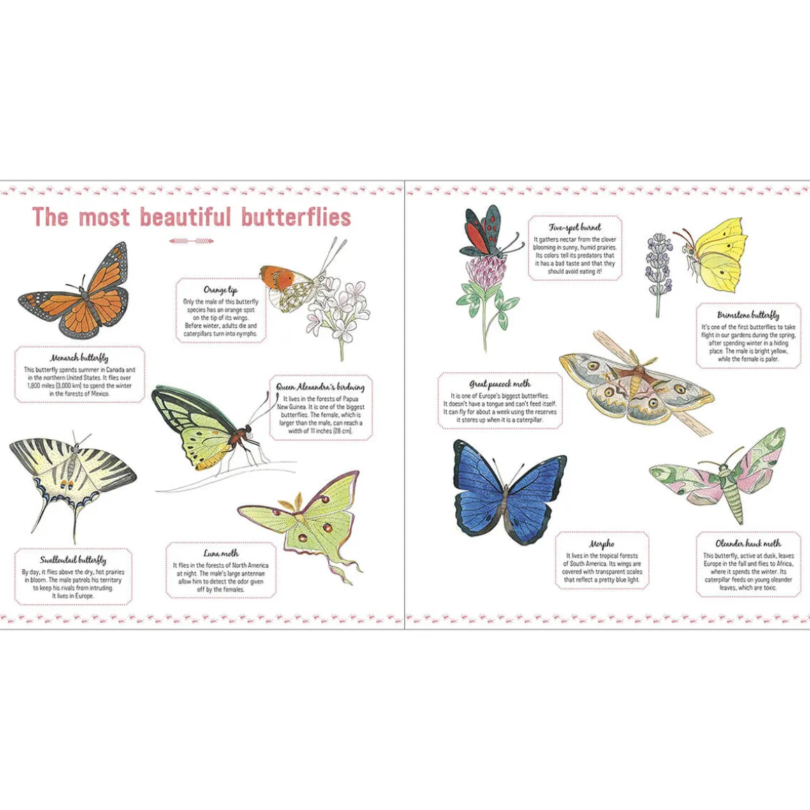The Book of Tiny Creatures by Emmanuelle Tchoukriel, Julien Norwood & Nathalie Tordjman