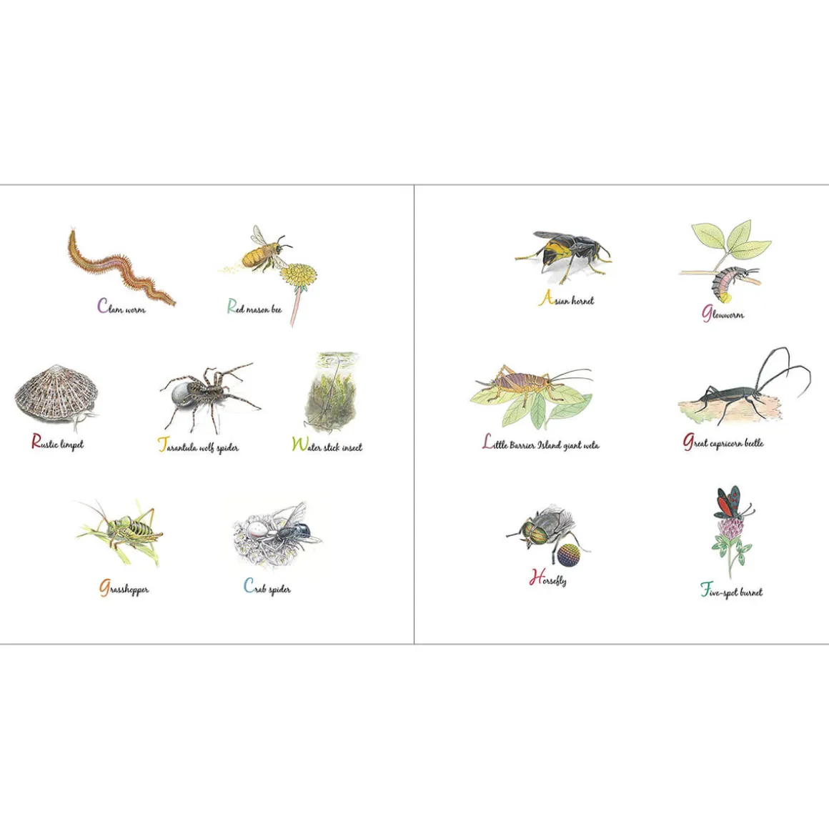 The Book of Tiny Creatures by Emmanuelle Tchoukriel, Julien Norwood & Nathalie Tordjman